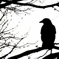 How God-Given Adaptability Helped Crows and Ravens Take Over the&nbsp;World